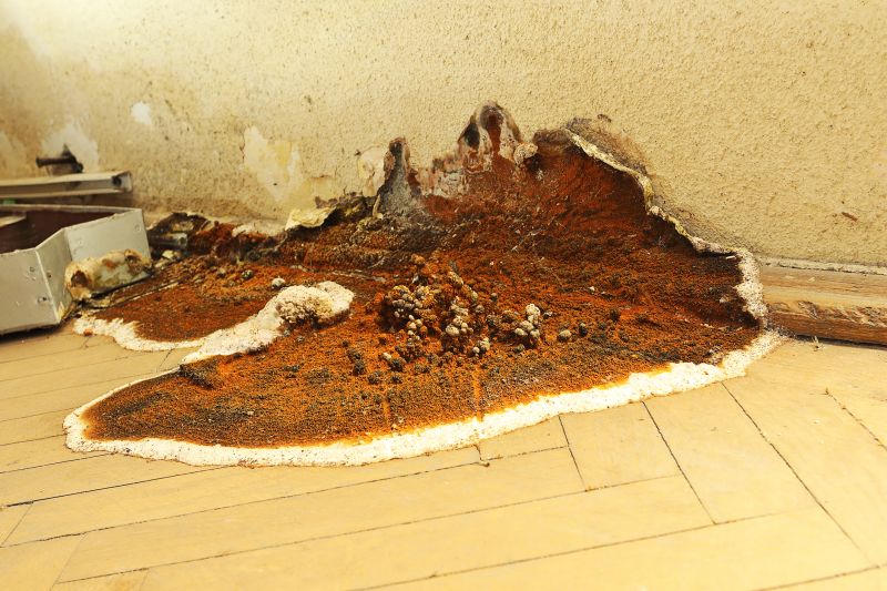 Rotten Floor Repair